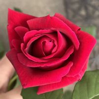 バラ,ダブルデライト,バラ アイズフォーユー,クリムソングローリーの画像