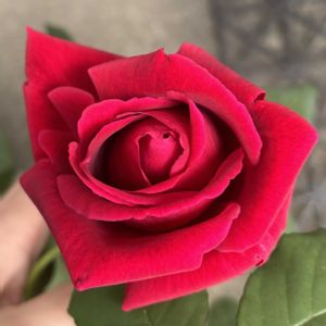 バラ,ダブルデライト,バラ アイズフォーユー,クリムソングローリーの画像