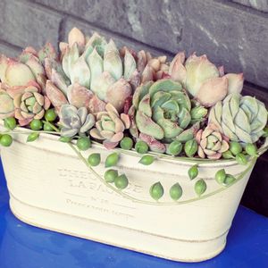 多肉植物,葉挿し,多肉寄せ植え,実生苗,葉挿しっ子の画像