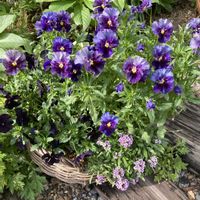 アリッサム,ビオラ,ビオラ　レディ,カゴ寄せ,花のある暮らしの画像