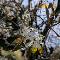 ジューンベリーの画像