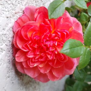 プティカドゥ カシュ・カシュ,鉢植え,花のある暮らし,植物のある暮らし,植中毒の画像