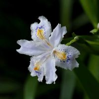 シャガ,山野草,登山,マクロ撮影,一眼レフの画像