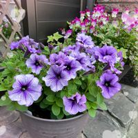 ペチュニア,可愛い〜♡,今日の一枚,ありがとう♡,愛しの紫の画像