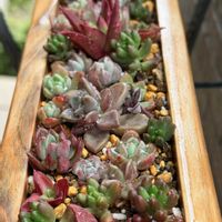 多肉植物寄せ植えの画像