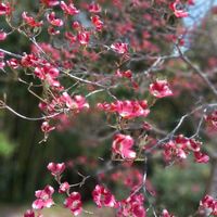 ハナミズキ,水仙,今日のお花,高嶺えびね,バイクでキョロキョロ花散歩の画像