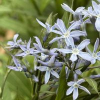 ブルースター,アムソニア ストームクラウド,アムソニア ストームクラウド,観葉植物,観葉植物初心者の画像