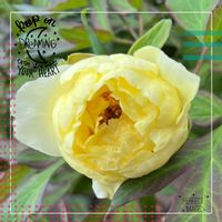 ボタン,ビタミンカラー,美しい,華やか,ウォーキングの楽しみの画像