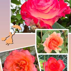 バラ,鮮やか ,華やか,ウォーキングの楽しみの画像