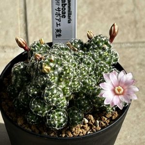 サボテン,サボアエ,サボテン 胴切り,サボテンの花,マミラリア属の画像