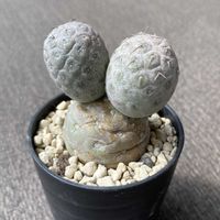 サボテン,テフロカクタス ゲオメトリクス,多肉植物,テフロカクタス属の画像