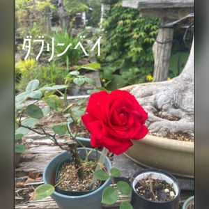 バラ,ダブリンベイ,バラ ダブリンベイ,可愛い,鮮やか の画像