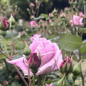 バラ,春・OSAKA,大阪靭公園の四季,靭（うつぼ）公園バラ園,大和路快足の画像