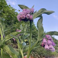 初夏の花,コンフリー,ヒレハリソウ（鰭玻璃草）／コンフリー,季節の花,ヨーロッパ原産の画像