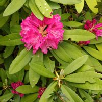 シャクナゲ,ツツジ,世界平和,被災地にエールを…。,有馬富士公園の画像