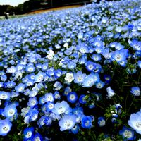 ツツジ,ツツジ,ネモフィラ,ワトソニア,シラーカンパニュラータの画像