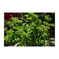 パセリ,ハーブ,プランター,セリ科,家庭菜園の画像