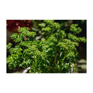 パセリ,ハーブ,プランター,セリ科,家庭菜園の画像