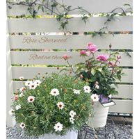 ローダンセマム,ビオラ,ヒメウツギ,クレマチス 流星,バラ シャーウッドの画像