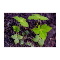 ミツバ,地植え,香草,セリ科,家庭菜園の画像