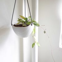 ホヤ　プビカリクス　ミッドナイトブラック,観葉植物,ホヤ,グリーンインテリア,新芽の画像