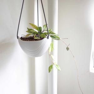 ホヤ　プビカリクス　ミッドナイトブラック,観葉植物,ホヤ,グリーンインテリア,新芽の画像