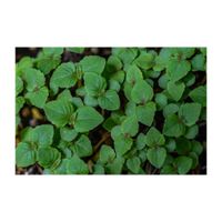 シソ,青じそ、おおば,プランター,香草,シソ科の画像