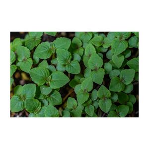 シソ,青じそ、おおば,プランター,香草,シソ科の画像