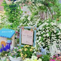 アジュガ,コデマリ,ストロベリーキャンドル,セリンセ・マヨール,チューリップの画像