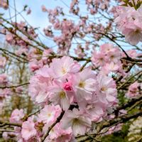 サクラ,タイツリソウ,紅豊（ベニユタカ）,山野草,いつもありがとう♡の画像