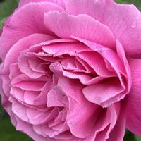 バラ,今日も元気で,今日も笑顔で♡,ピンクワールドへ ようこそ,花を通じて愛と平和をの画像