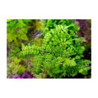 山椒,山椒の葉,ハーブ,ミカン科,プランターの画像