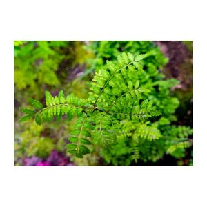 山椒,山椒の葉,ハーブ,ミカン科,プランターの画像