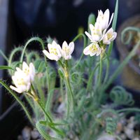 アルブカ,ケープバルブ,新潟県の画像