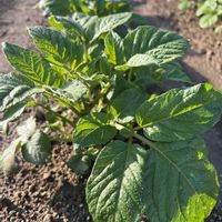 ジャガイモ,大地からの恵みに感謝,グリーンで癒されてね,家庭菜園の画像