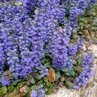 アジュガ,かわいい,可愛い,紫の花,癒しの画像