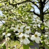 スズラン,ノースポール,ハナミズキ,ヒトツバタゴ,ナンジャモンジャの画像