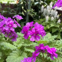 ニホンサクラソウ,藤の花,ティアレラ ウィリー,ガーデニング,山野草の画像