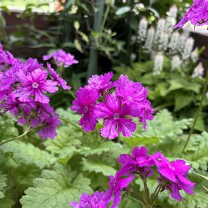 ニホンサクラソウ,藤の花,ティアレラ ウィリー,ガーデニング,山野草の画像