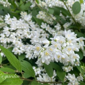 ヒメウツギ,花のある暮らし,植中毒,小さい庭の画像