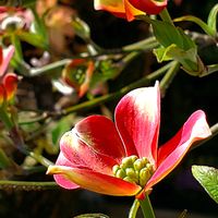 アルストロメリア,シラン,ハナミズキ,ハナミズキ,ゼニアオイの画像