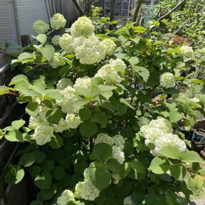 オオデマリ,ムスカリ　ネーチャーズビューティ,お庭,おうち園芸,小さな庭の画像