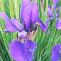 庭の宿根草,我が家の雑草園より☘️,家庭菜園の画像