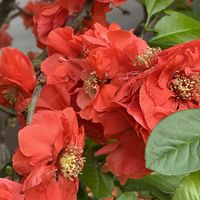 ボケ,今日も元気で,今日も笑顔で♡,花を通じて愛と平和を,ほら、綺麗な花でしょ！の画像