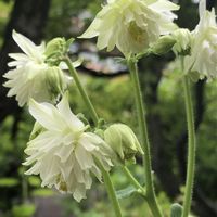 オダマキ,オダマキ・ホワイトバローの画像