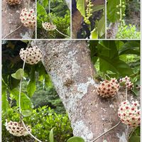 サガリバナ,ホヤ・カルノーサ,つる性植物,花のある暮らし,熱帯植物の画像