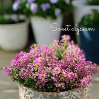 ラナンキュラス,スイート  アリッサム,癒しのお花,愛の花♡,ありがとうの花❣️の画像