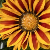 ガザニア,今日も元気で,今日も笑顔で♡,花を通じて愛と平和を,ほら、綺麗な花でしょ！の画像