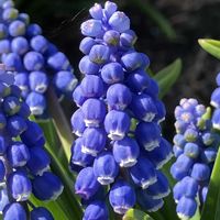 ムスカリ,ムスカリ,可愛い,癒し,パープルの画像