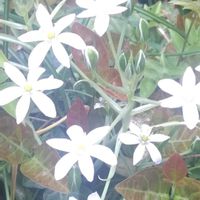 オーニソガラム,オオアマナの画像